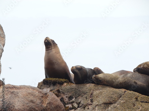 sea lion on the rocks head extended
