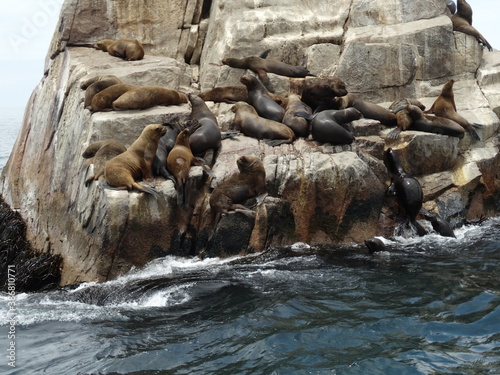 sea lion on the rocks over water