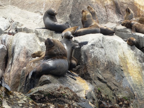 island sea lions on cliff