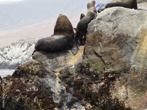 sea lion on rocks
