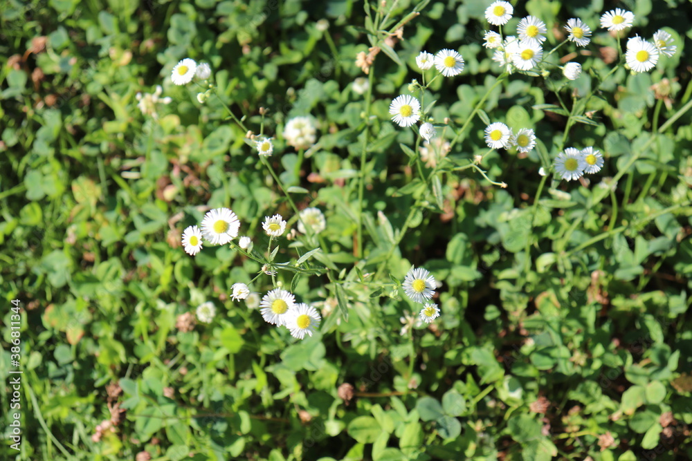 white and yellow flowers white and yellow flowers