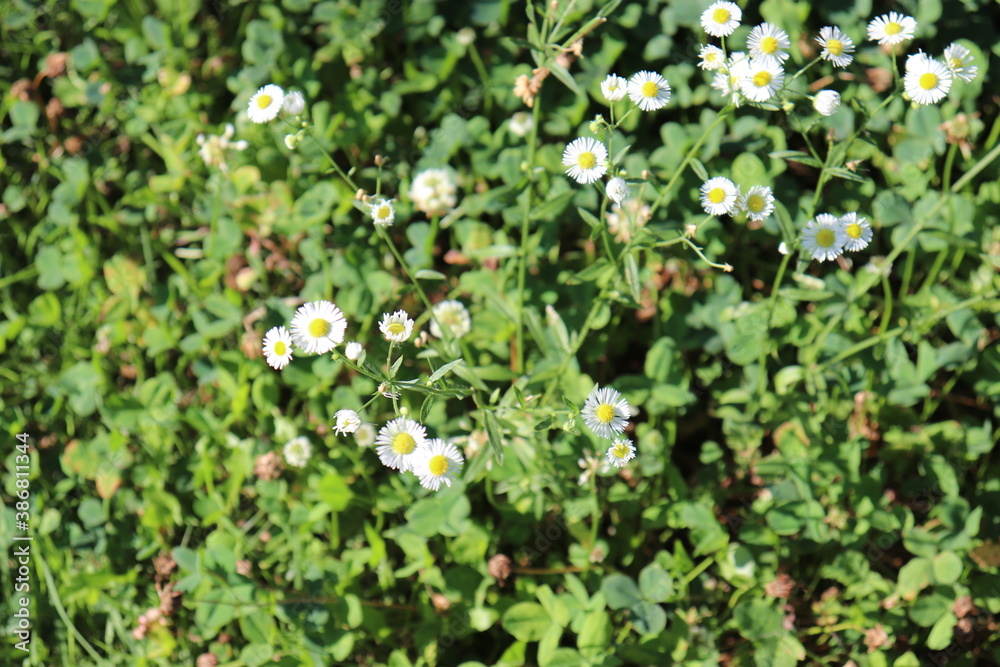 white and yellow flowers