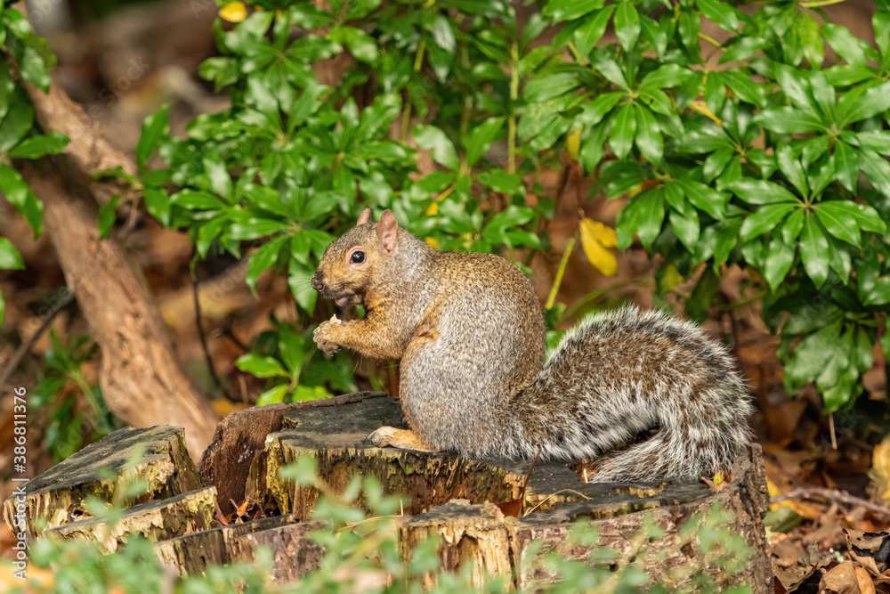 one cute grey squirrel sitting on top of a tree trunk besides the bushes eating a nut in its paws one cute grey squirrel sitting on top of a tree trunk besides the bushes eating a nut in its paws