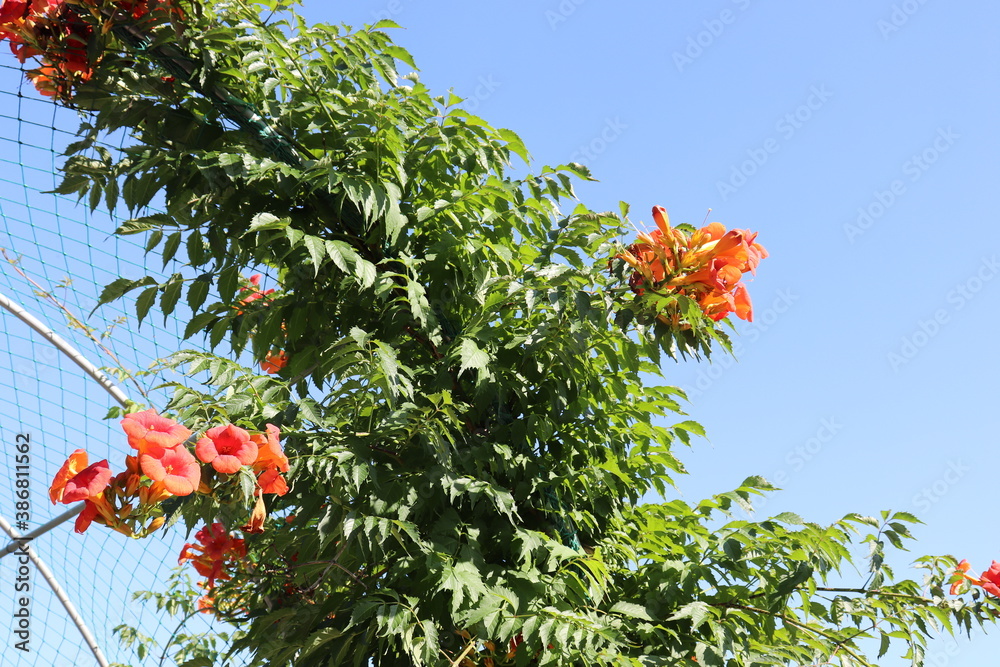 berries on a tree berries on a tree