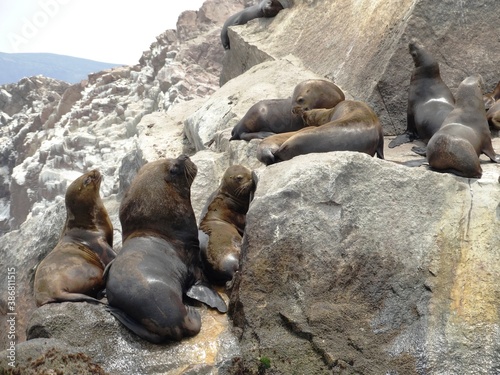 Sea Lion on Rock