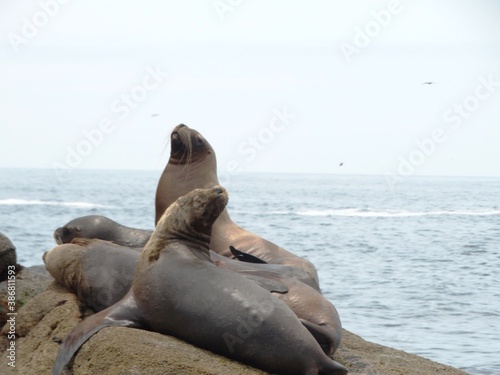 Sea Lion on the Beach