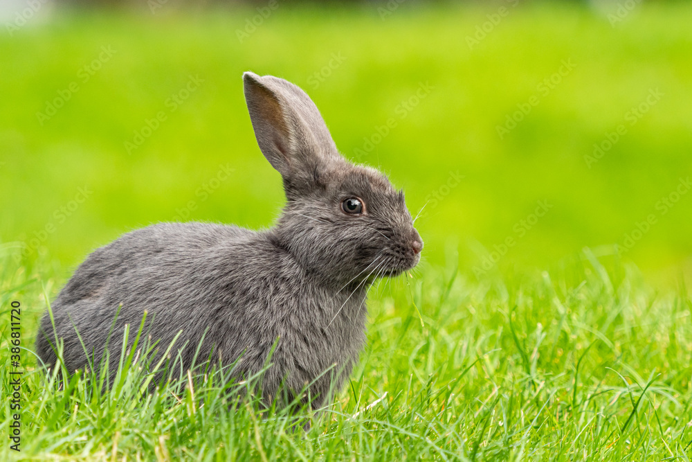 close up portrait of one cute grey rabbit sitting on the green grass field with creamy green background with one piece of grass in its mouth close up portrait of one cute grey rabbit sitting on the green grass field with creamy green background with one piece of grass in its mouth