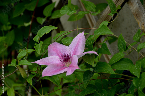 Klematis photo
