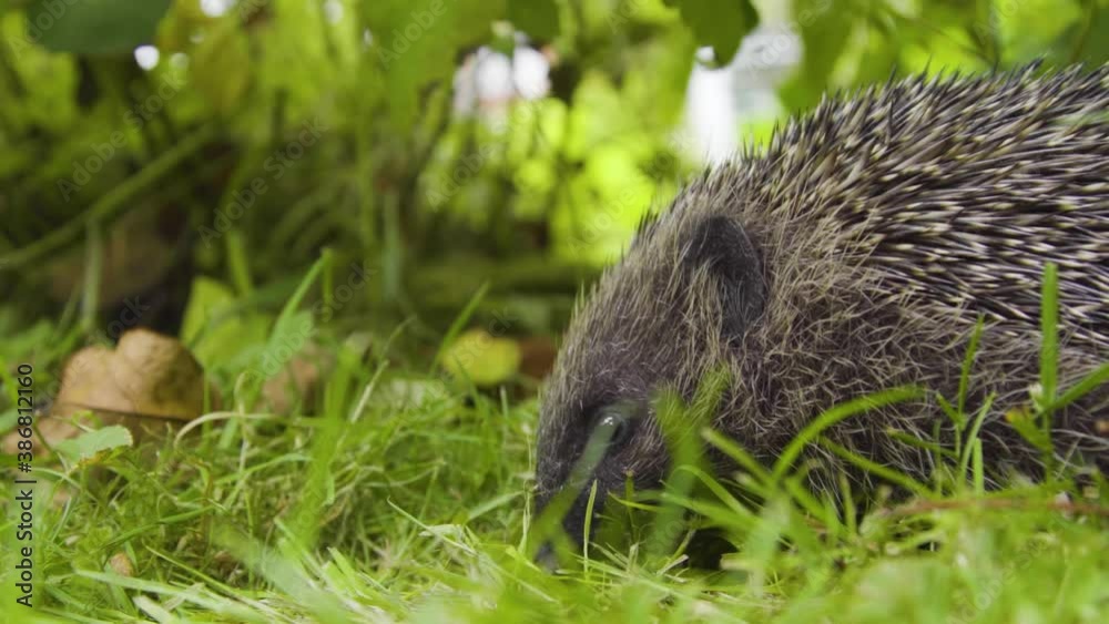 Hedgehog foraging for food during the day. Do not see it eat, begins to walk off. Hedgehog foraging for food during the day. Do not see it eat, begins to walk off.