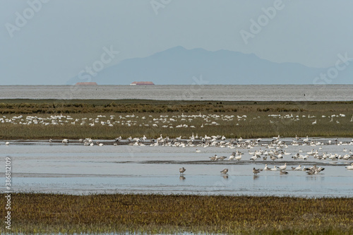 a flock of snow geese resting on the marshland by the river on an overcast day with few toll boats and mountain range in the background