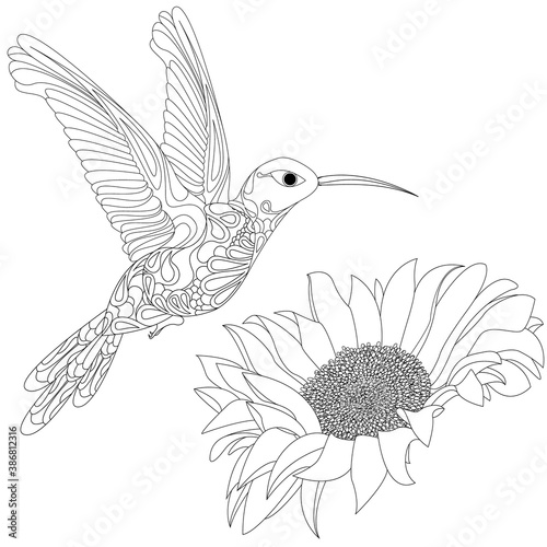Vector illustration of hummingbird or colibri with flower isolated on white background,  monochrome. Coloring page