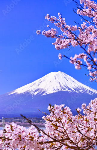 河口湖北岸から見る満開の桜と富士山