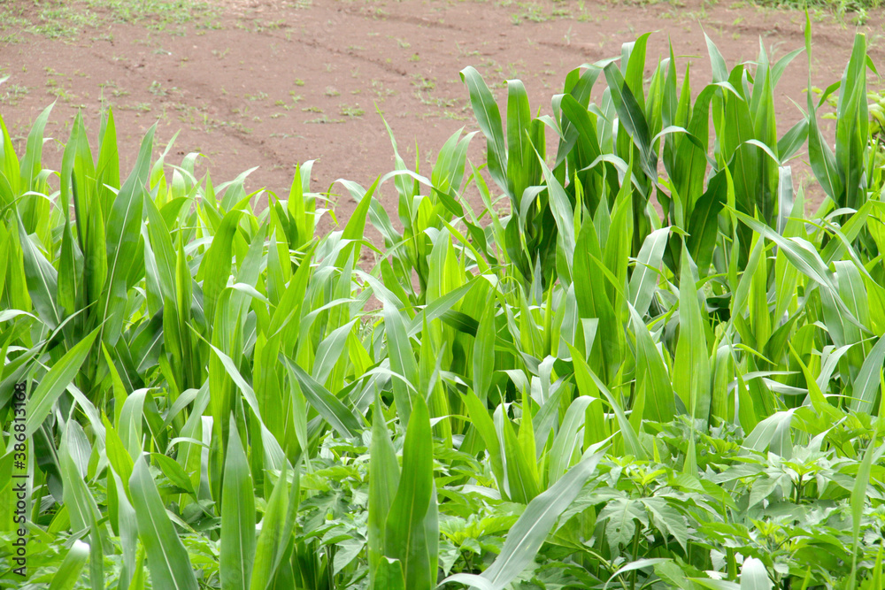 Obraz premium とうもろこし