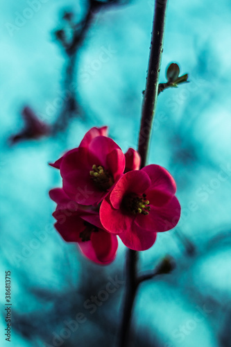 flower on blue