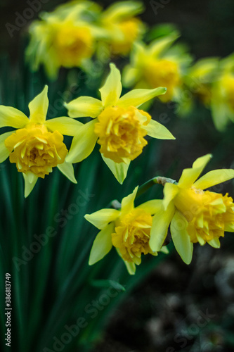 yellow daffodils in spring