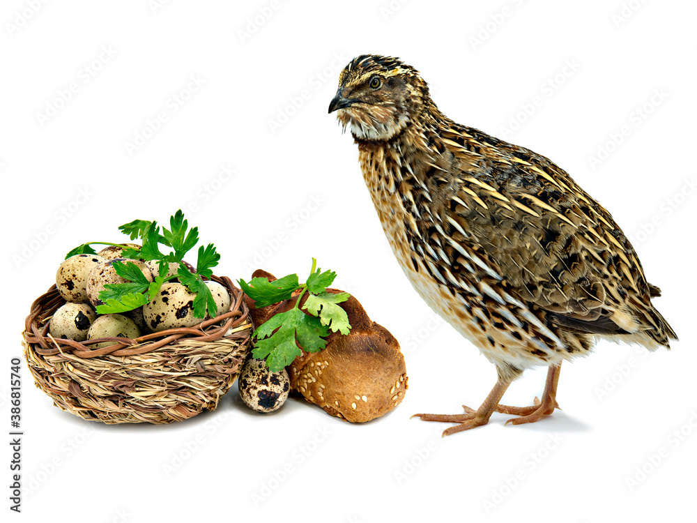 Quail, wooden basket with eggs, greens and bread, all is isolated on white background Quail, wooden basket with eggs, greens and bread, all is isolated on white background
