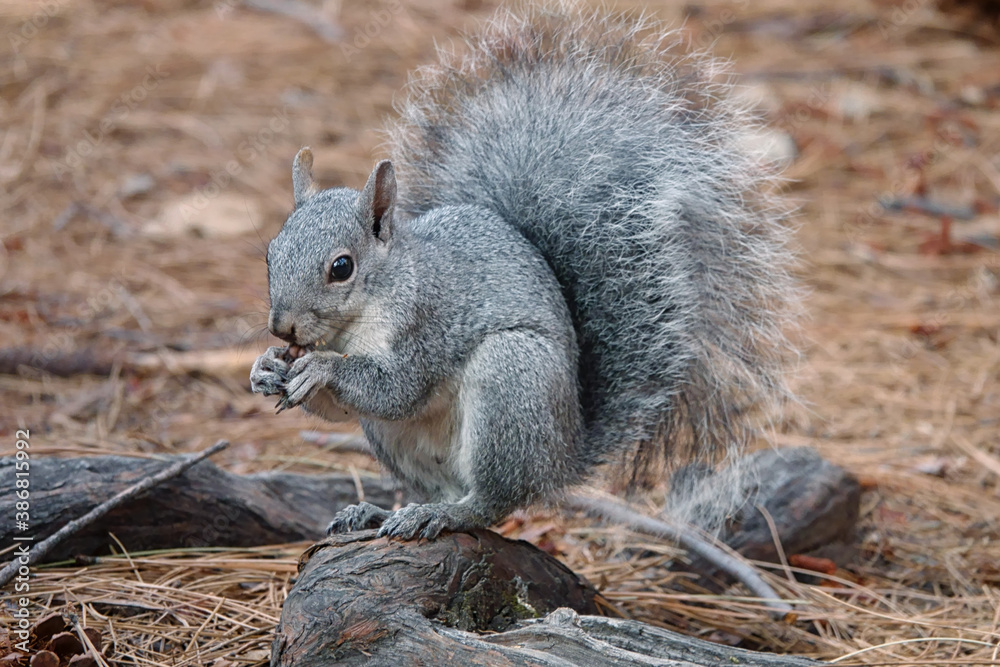 A western gray squirrel is shown eating an acorn on the forest floor during an autumn day. A western gray squirrel is shown eating an acorn on the forest floor during an autumn day.