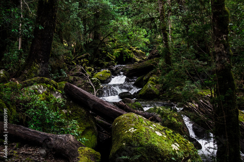 river in forest