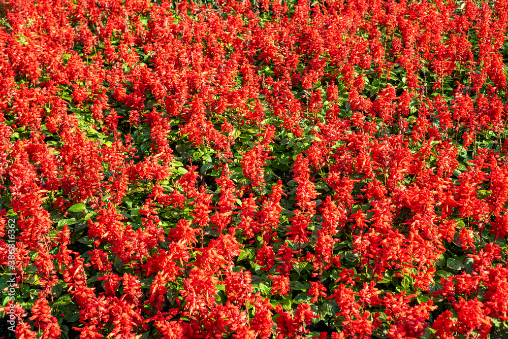 Red flowers of Salvia splendens in the garden, background. Red flowers of Salvia splendens in the garden, background.