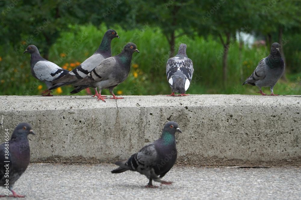 Fototapeta premium pigeons in the city