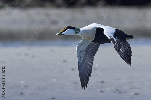 Common eider (Somateria mollissima) photo