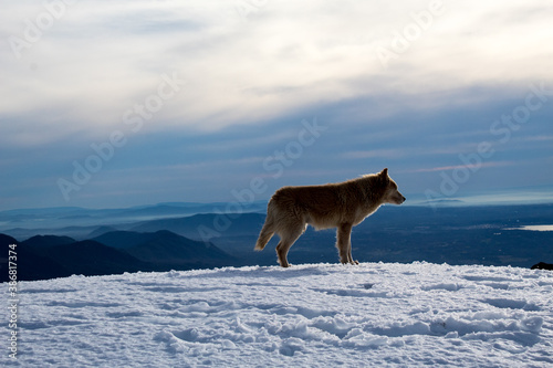 dog in snow