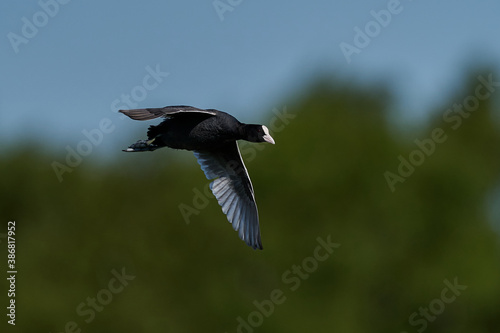 Eurasian coot (Fulica atra) photo