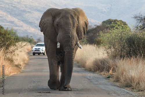 Canvas Print african elephant walking