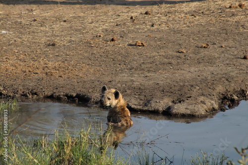 Hyena cooling off