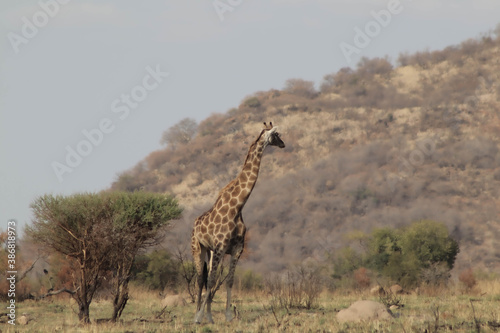 giraffe in the savannah