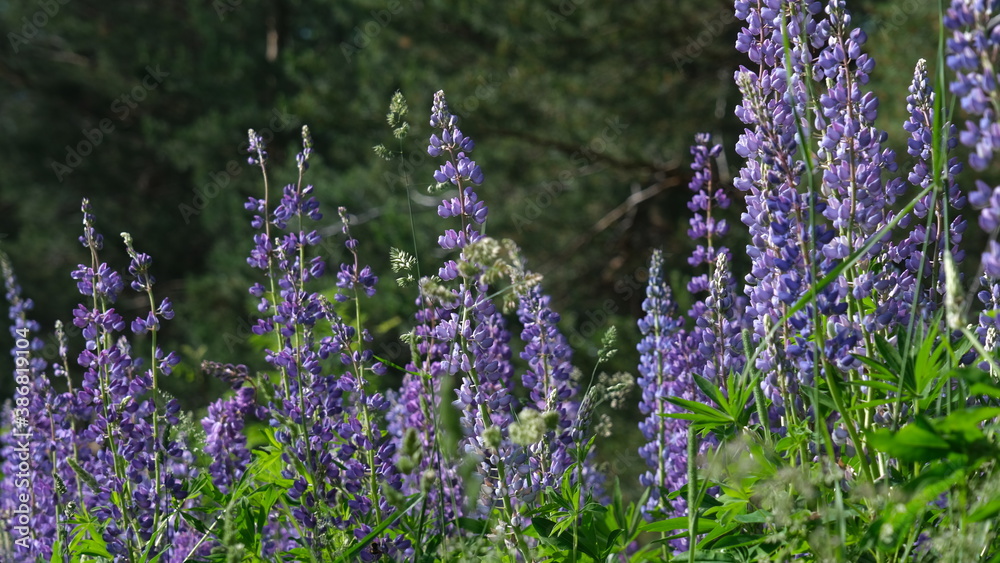Naklejka premium lavender field in region