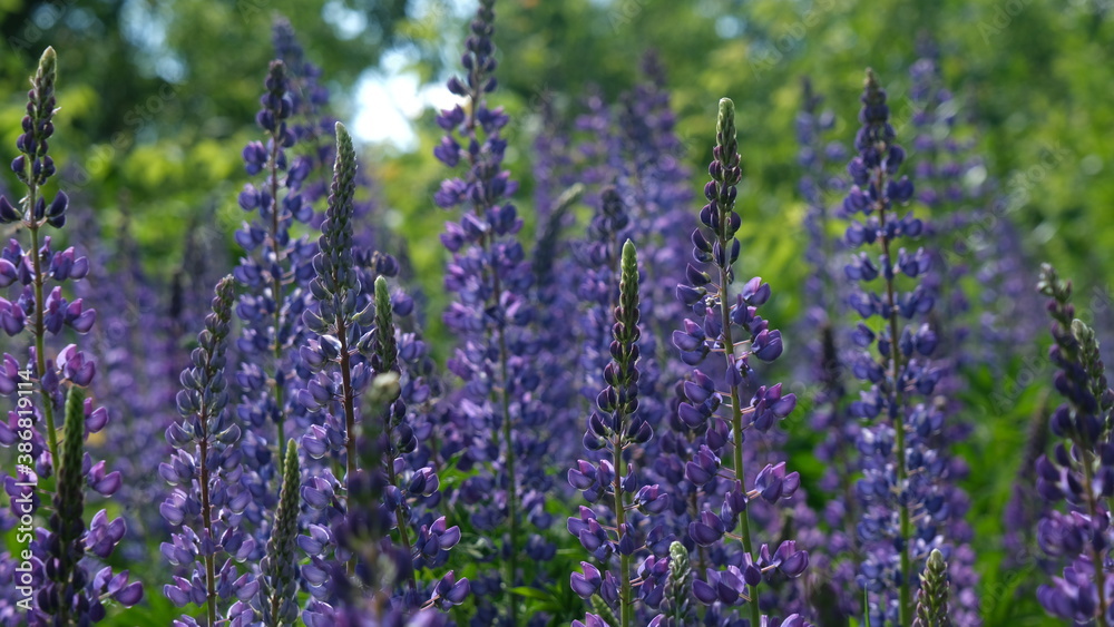 Obraz premium lavender in the field