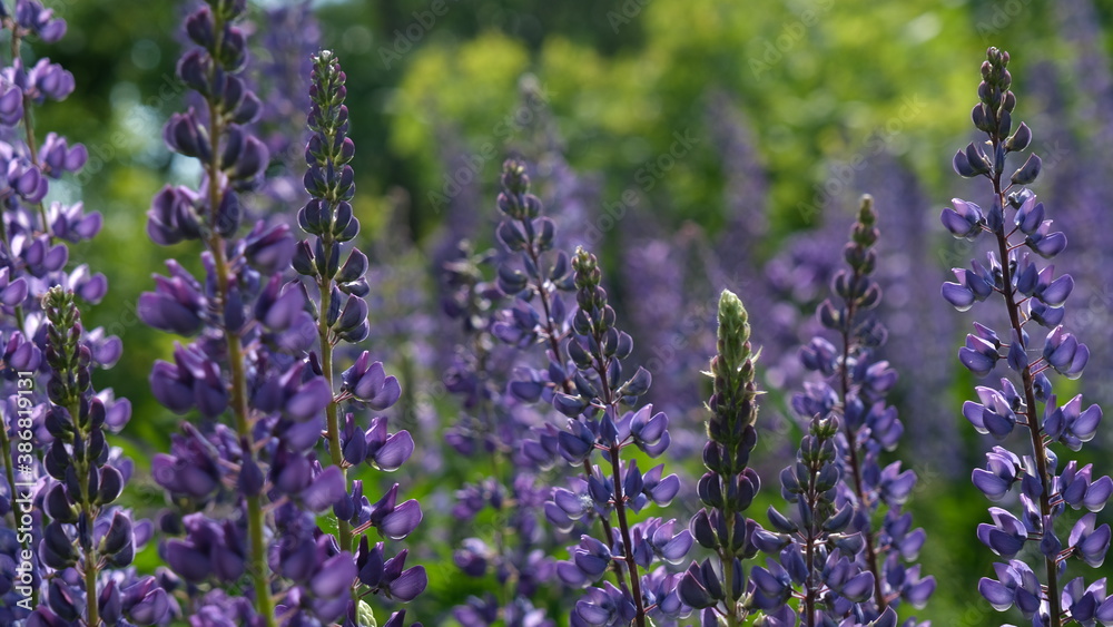 Naklejka premium lavender flowers in the field