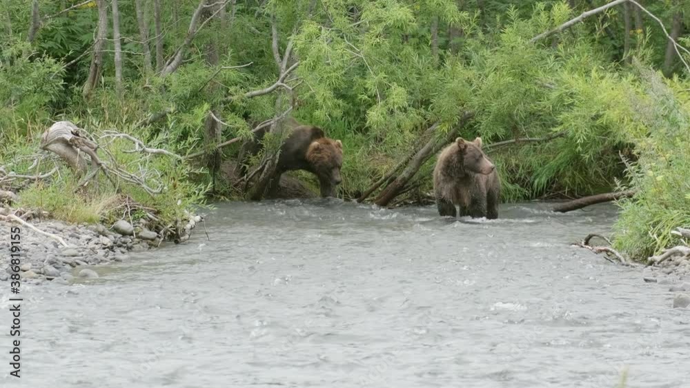 Brown bears hunting a salmon fish in the forest river, Kamchatka, Russia, 4k Brown bears hunting a salmon fish in the forest river, Kamchatka, Russia, 4k