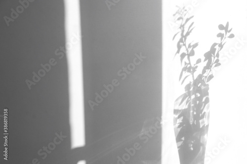 Natural berberis leaves shadow backdrop. Two small berbery branches give detailed grey shadow on the white texture wall background. Abstract drawing, place for text photo