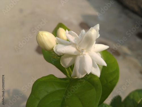 White Belly Jasmine Flowers with Buds