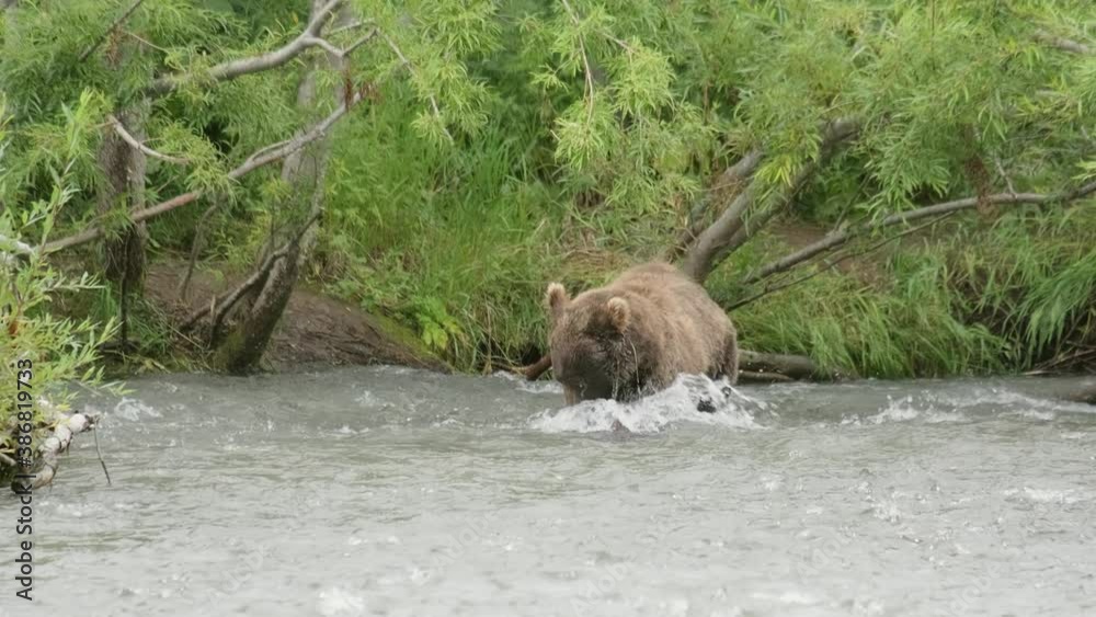Brown bear hunts for salmon in the water and catch the fish, Kamchatka, Russia, 4k Brown bear hunts for salmon in the water and catch the fish, Kamchatka, Russia, 4k