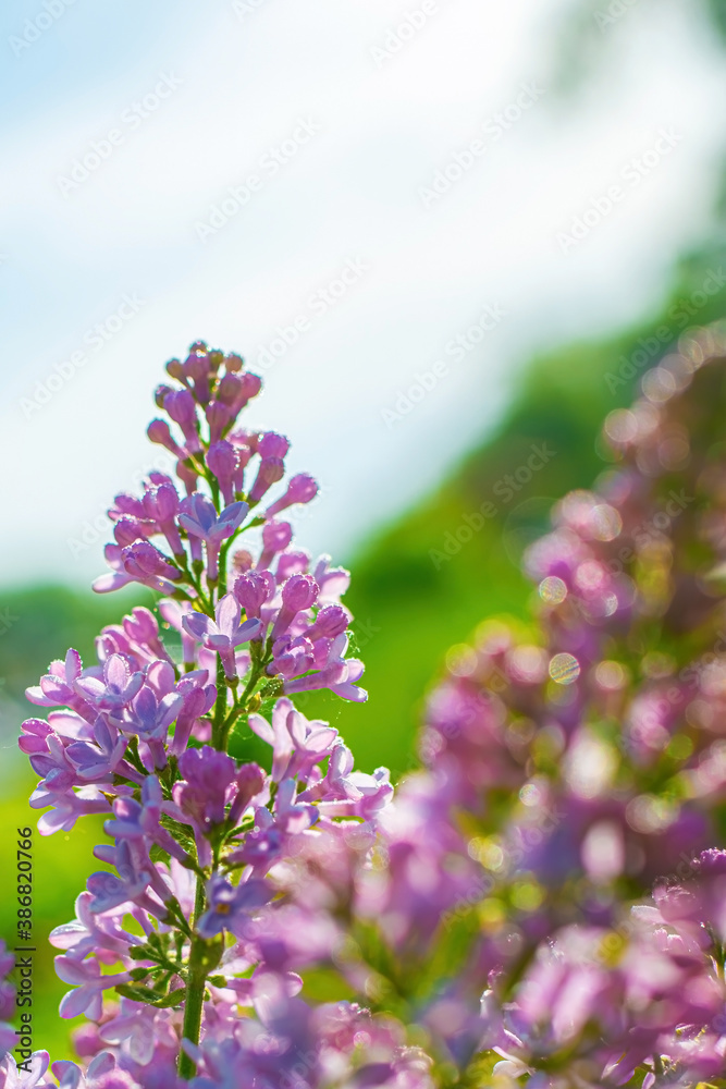 Branch of blossoming purple lilac on a sunny day Branch of blossoming purple lilac on a sunny day