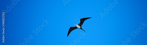 frigate in flight, seabird flies in the blue sky, freedom © kichigin19