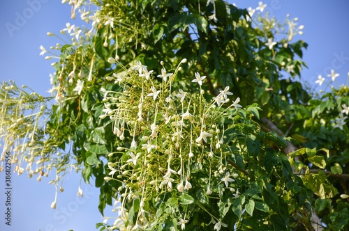 Millingtonia hortensis flower in nature garden