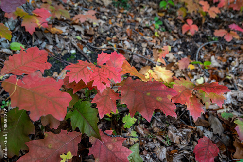 Colorful Fallen Leaves Cover the Forest Floor in Early Autumn in Austria
