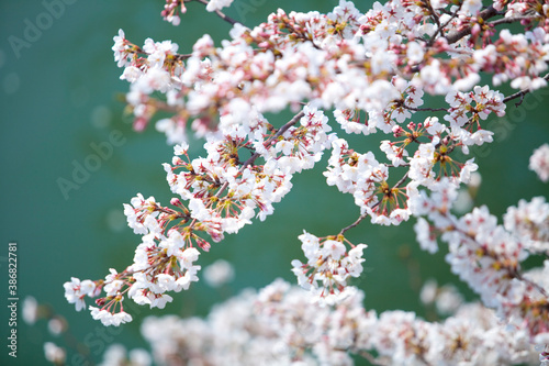 満開の桜