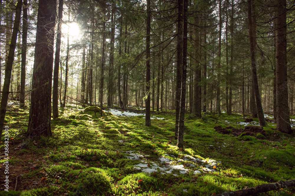 Forest with fir trees. Green moss. Contrast sunlight. First snow on green moss. Beautiful sunshine. Forest with fir trees. Green moss. Contrast sunlight. First snow on green moss. Beautiful sunshine.