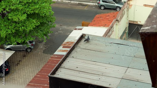 Curious pidgeon on top of a roog watching over people and cars passing by photo