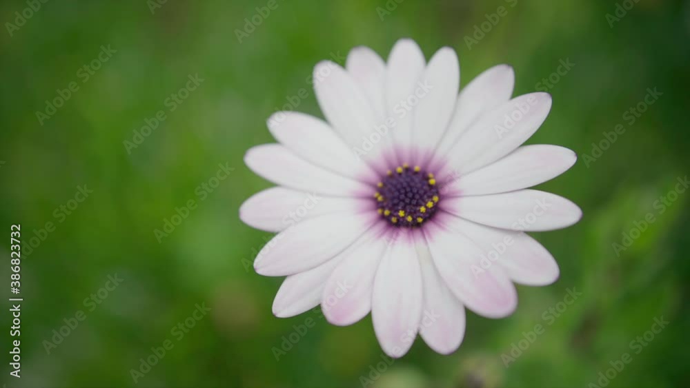 one big close up on chrysanthemum one big close up on chrysanthemum