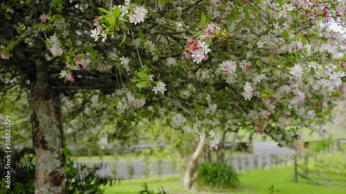 oriental cherry tree in spring time green and beautiful photo