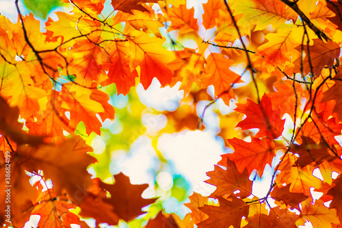 Multi colored autumn leaves on sunny sky background  colorful tree in fall