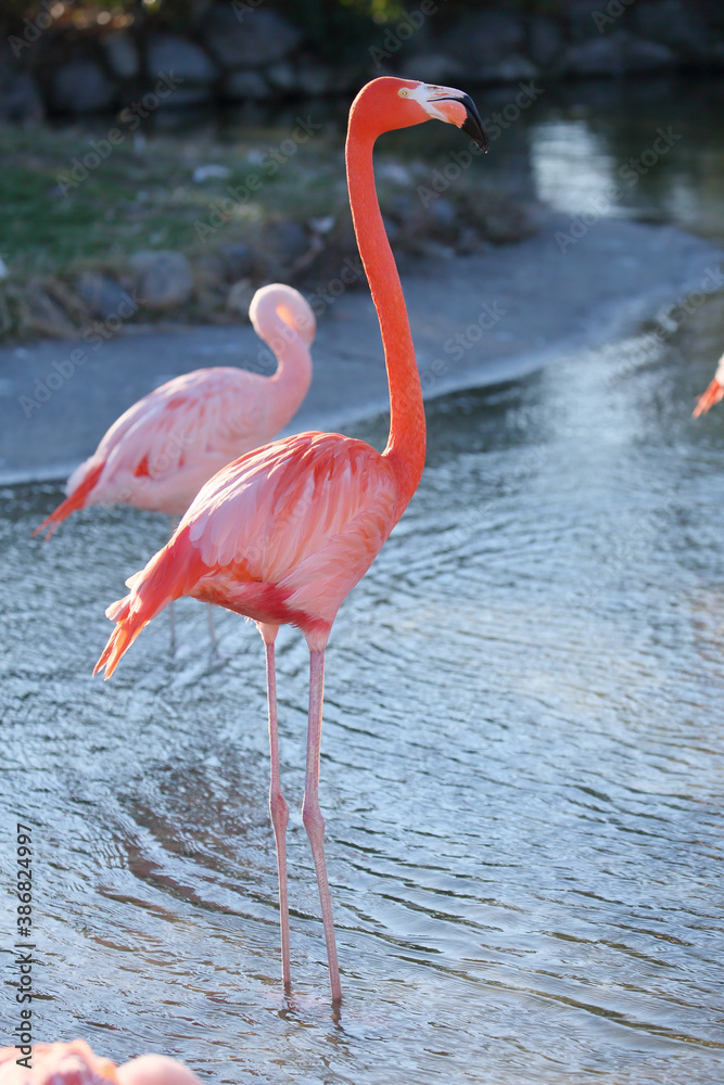 A american flamingo that lengthens the neck