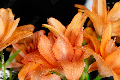 The flower of the orange Lilium bulbiferum photo