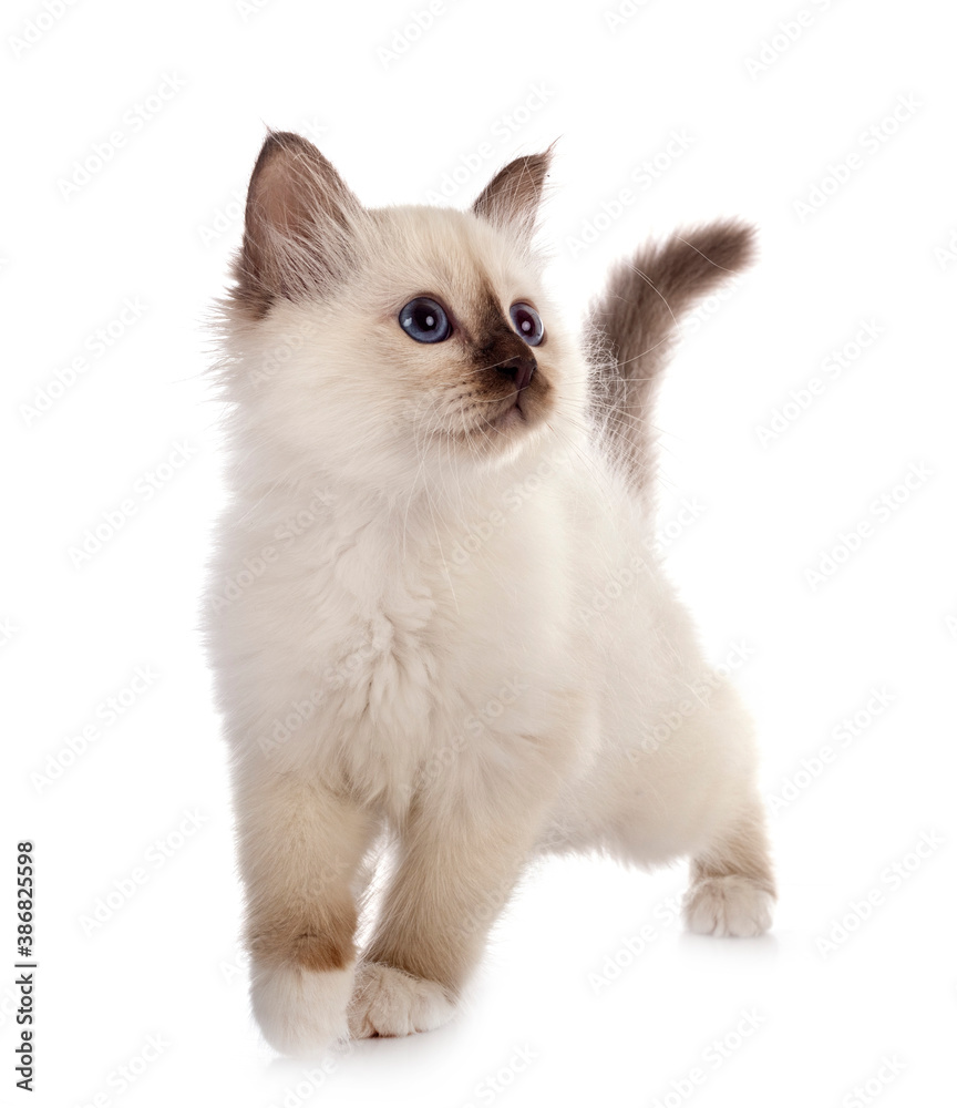 birman kitten in studio